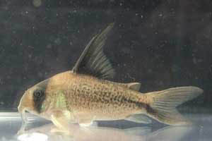 Corydoras sp. C03